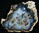 Brilliant Hubbard Basin Petrified Wood Slab - #6259-1